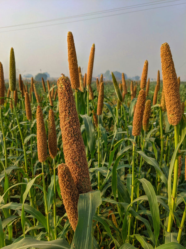 Bajra (Pearl Millet) for Babies: A Winter Grain Guide